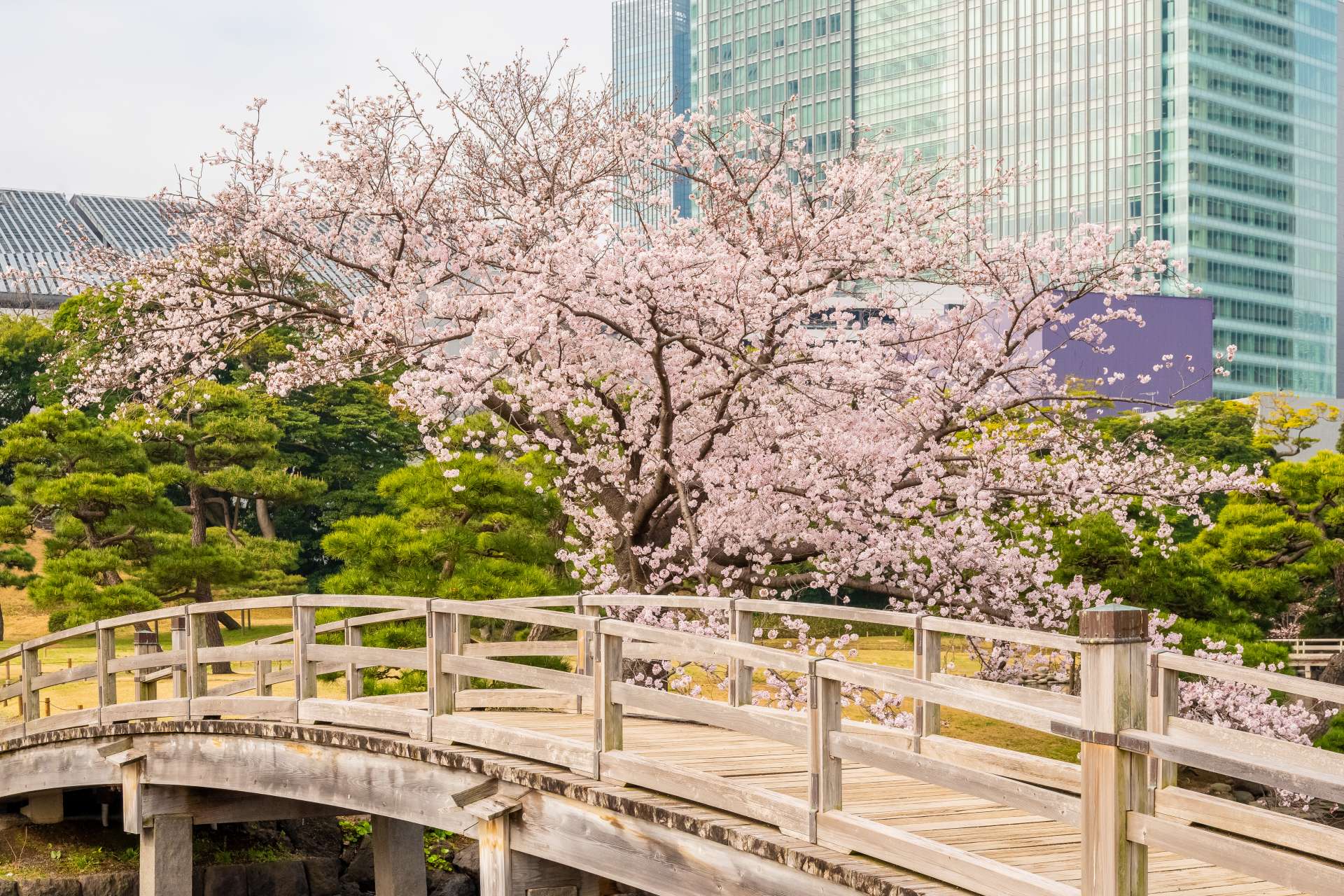 浜離宮_桜_冬_20220330_L